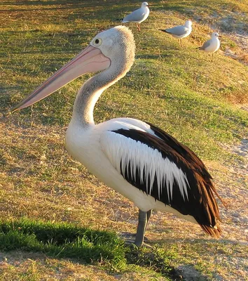 Brown Pelican | Audubon Field Guide