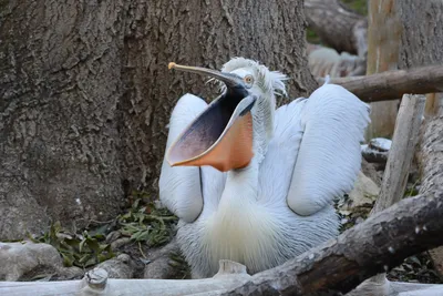 Pelican | San Diego Zoo Safari Park