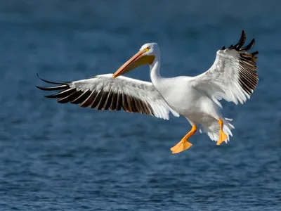 Pelican Palooza