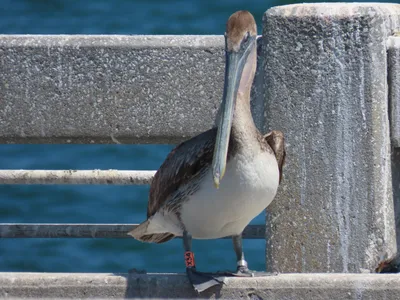 Everything What's Wrong With Pelicans - by Daniel Lavery