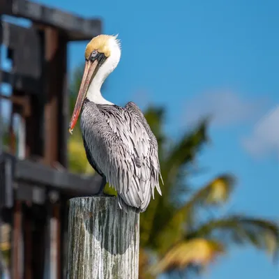 Brown Pelican Banding Project | Audubon Florida