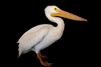 Brown Pelican (Pelecanus occidentalis) - ANGARI Foundation