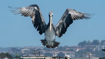 Pelicans | National Geographic