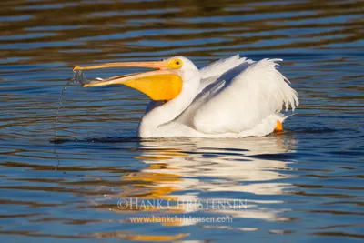 Brown Pelican (Pelecanus occidentalis) - ANGARI Foundation