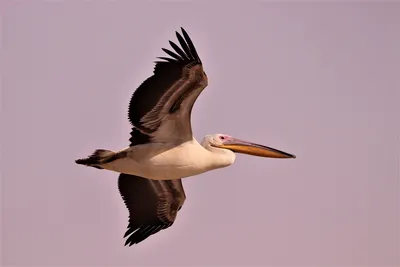 Brutal Pelican Attacks in O.C. Raise Wildlife Safety Concerns, Reward for  Information