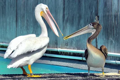 Pelican migration: A photo essay | Julian Alper | The Blogs