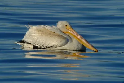 American White Pelican Spent Four Months Recuperating With Bevy of Brown  Pelicans - International Bird Rescue