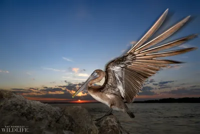 Great White Pelican | The Maryland Zoo