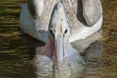 Bird Lore: American White Pelican - My Edmonds News