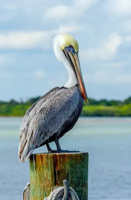 Pelican Wings — Ray Hennessy Wildlife