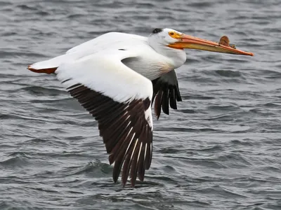 Beyond The Bill: The Pelican Anatomy