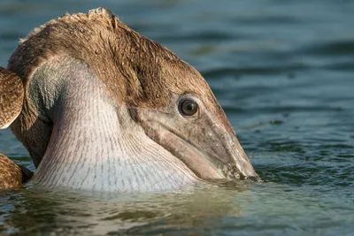 American White Pelican - eBird