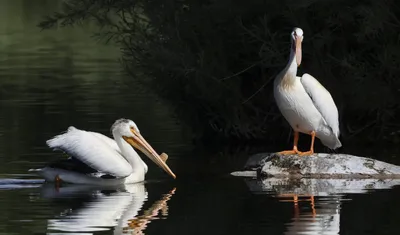 Patient of the Week: American White Pelican With Back Injury -  International Bird Rescue