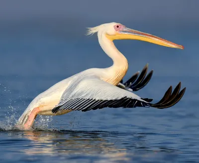 A Wonderful Bird is the Pelican…” — Tennessee State Parks