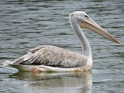 Pelican Facts: Habitat, Behavior, Diet