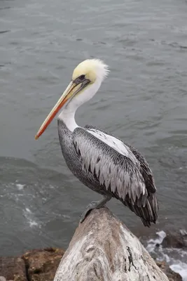 Brown Pelican (Pelecanus occidentalis) — ABNC