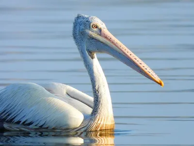 GALVESTON.COM: Brown Pelican - Galveston, TX