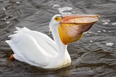 Pink Pelican (Pelecanus onocrotalus) stands on a decorative background  Stock Photo - Alamy