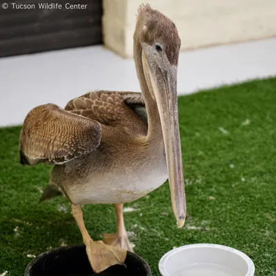 The American White Pelican - Bay Weekly