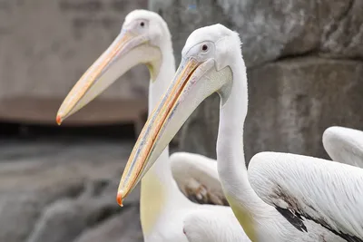 A Guide to the American White Pelican in Colorado – Nature Blog Network