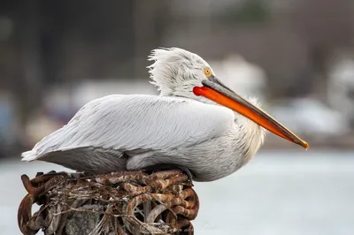 Pelican Harbor Seabird Station | Miami FL