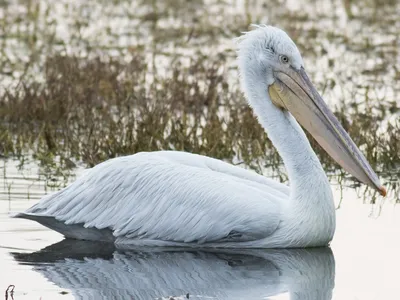 Pink-backed Pelican - eBird