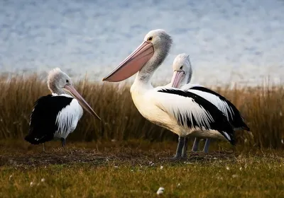 Brown Pelican - 64 Parishes