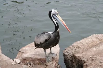 Peruvian Pelican (Pelecanus thagus) · iNaturalist