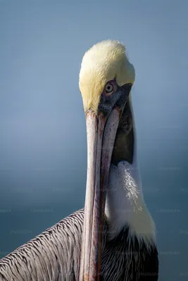 The American White Pelican -