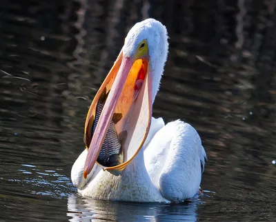 Patient of the Week: Young Brown Pelican - Tucson Wildlife Center