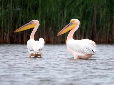 Maryland Zoo Welcomes Two Great White Pelican | The Maryland Zoo