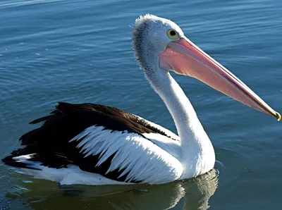 Dalmatian Pelican - Pelecanus crispus - Observation.org