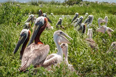 Australian Pelican - The Australian Museum