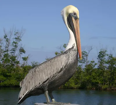 History of Louisiana's State Bird: The Brown Pelican