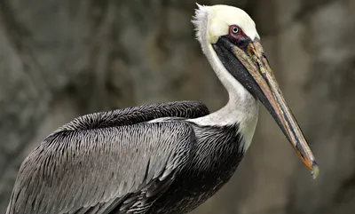 Dalmatian Pelican - eBird