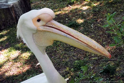 Парк птиц \"KL Bird Park\" в Куала-Лумпуре