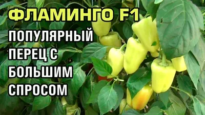 ФЛАМИНГО F1 - ПОПУЛЯРНЫЙ ПЕРЕЦ С БОЛЬШИМ СПРОСОМ - YouTube