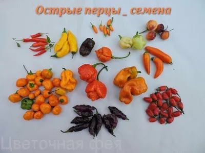 Перец острый Медуза 20.08.18.jpg - 2018 год - tomat-pomidor.com