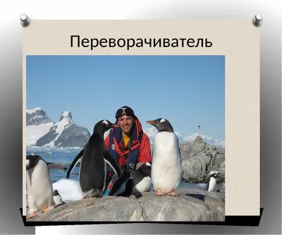 Переворачиватель пингвинов фото