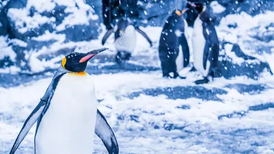 Милейшая профессия - Переворачиватель пингвинов | Пикабу