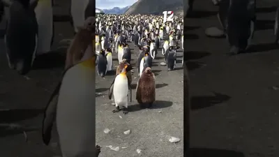 CryptoRom - криптовалюта/финансы/заработок - 😃 Необычная профессия - Переворачиватель  пингвинов 🐧 Это, пожалуй, самая милая и добрая профессия. Жаль, что  заниматься этим можно только в Антарктиде – там, где живут пингвины, одни