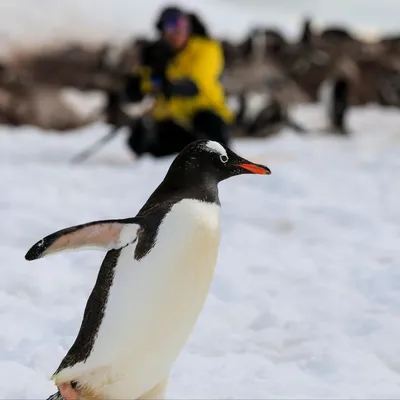 Переворачиватель пингвинов: правда ли, что есть такая профессия | Ямал-Медиа