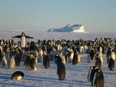 Переворачиватель пингвинов - 73 фото