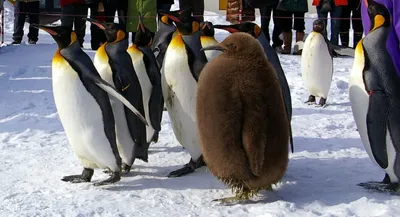 Переворачиватели пингвинов: zoosovet — LiveJournal