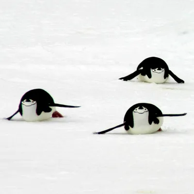 Семейная прогулка пингвинов - YouTube