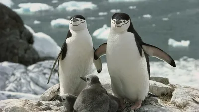 Переворачиватель пингвинов | TikTok