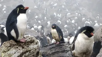 Подниматель пингвинов Михаил Задорнов» — создано в Шедевруме