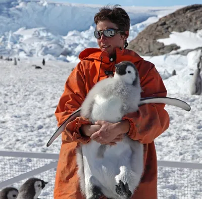 В Национальном антарктическом центре Украины развеяли миф, что полярники  переворачивают пингвинов