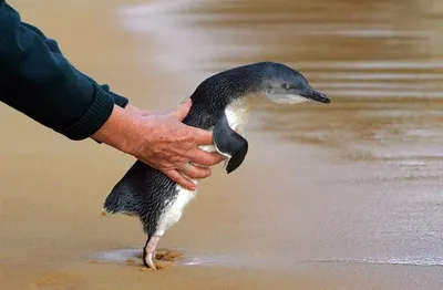 Говорят, что есть профессия - переворачиватель пингвинов. С удовольствием  бы научились этому😇 Пингвины, обитающие вблизи полярных станций,… |  Instagram