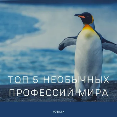 Переворачиватель пингвинов: правда ли, что есть такая профессия | Ямал-Медиа